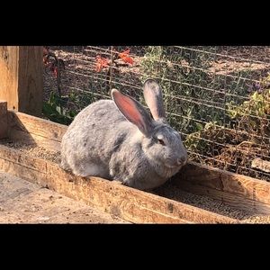 Meet your Posher, Rise